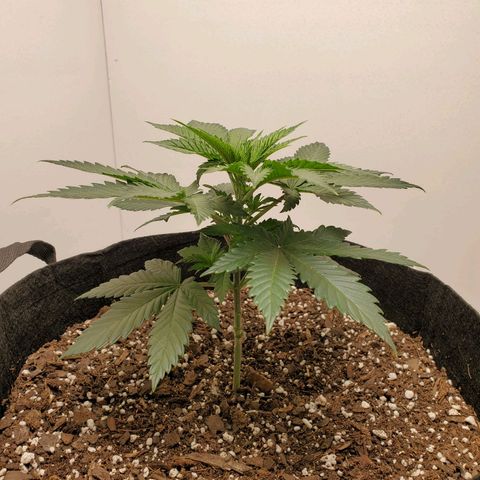 Rose growlog photo: 2 PM