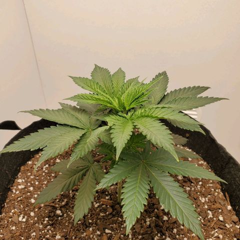 Rose growlog photo: 2 PM