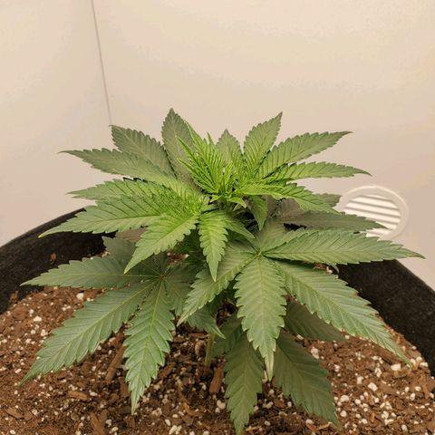 Rose growlog photo: 2 PM