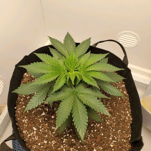 Rose growlog photo: 2 PM