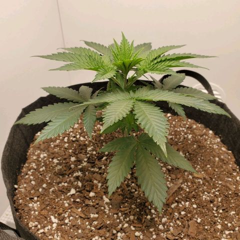 Rose growlog photo: 2 PM