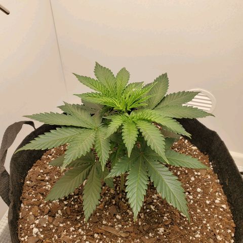 Rose growlog photo: 2 PM