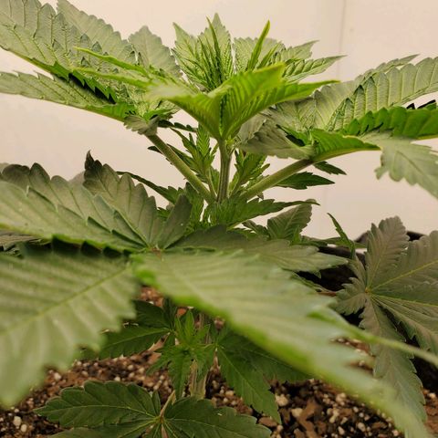 Rose growlog photo: 5:30 PM