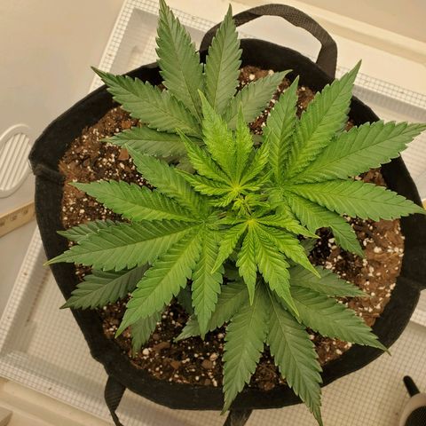 Rose growlog photo: 5:30 PM