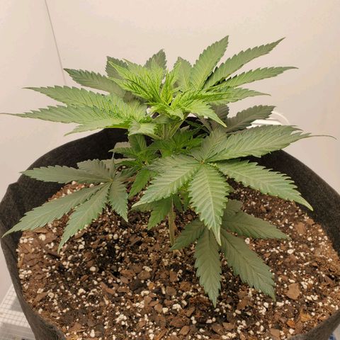 Rose growlog photo: 5:30 PM