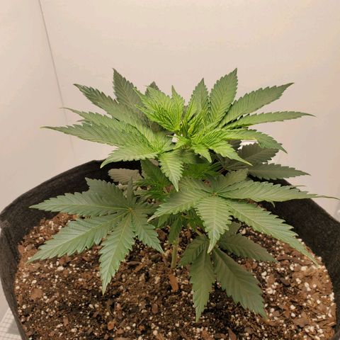 Rose growlog photo: 5:30 PM