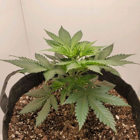 Rose growlog photo: 5:30 PM
