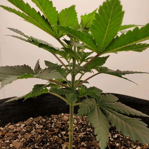 Rose growlog photo: 5:30 PM