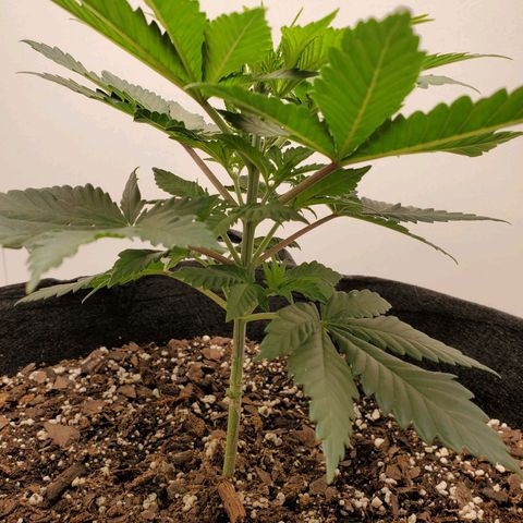 Rose growlog photo: 5:30 PM