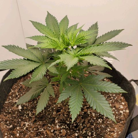 Rose growlog photo: 5:30 PM