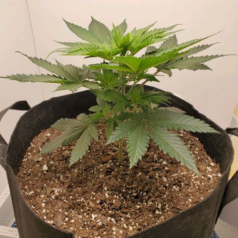 Rose growlog photo: 5:30 PM