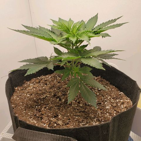 Rose growlog photo: 5:30 PM