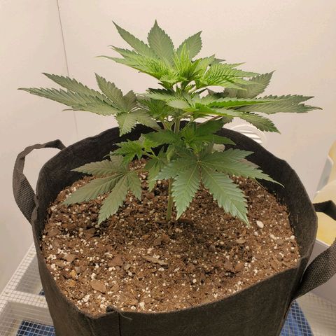 Rose growlog photo: 5:30 PM