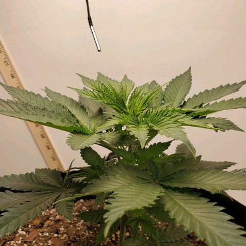 Rose growlog photo: 5:30 PM