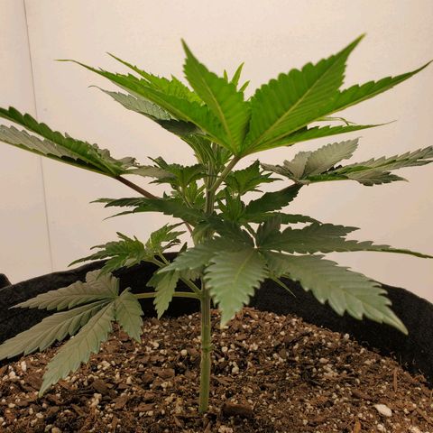 Rose growlog photo: 5:30 PM