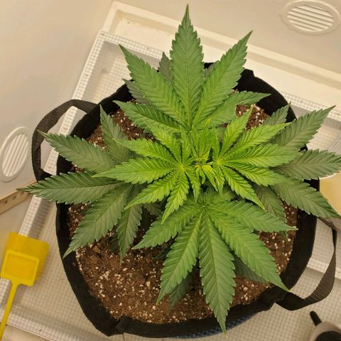Rose growlog photo: 5:30 PM