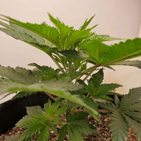 Rose growlog photo: 5:30 PM