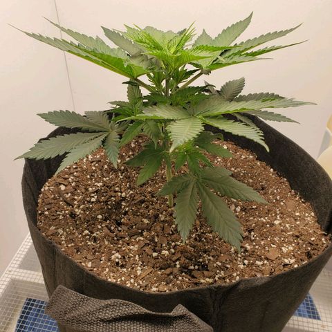 Rose growlog photo: 5:30 PM
