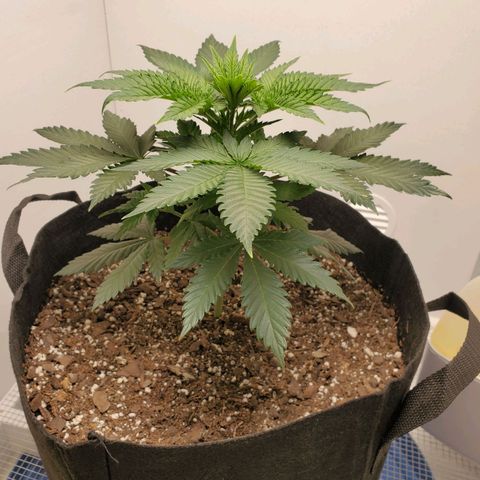 Rose growlog photo: 5:15 PM