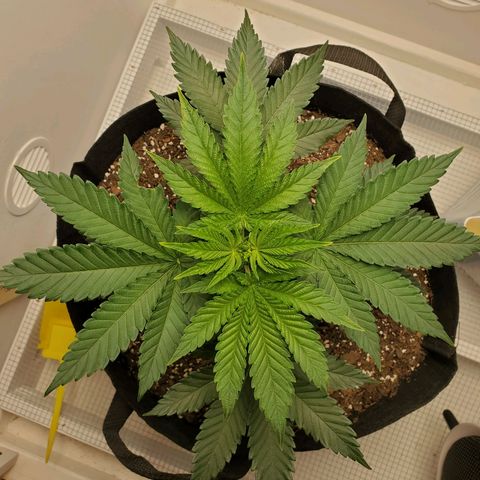 Rose growlog photo: 5:15 PM