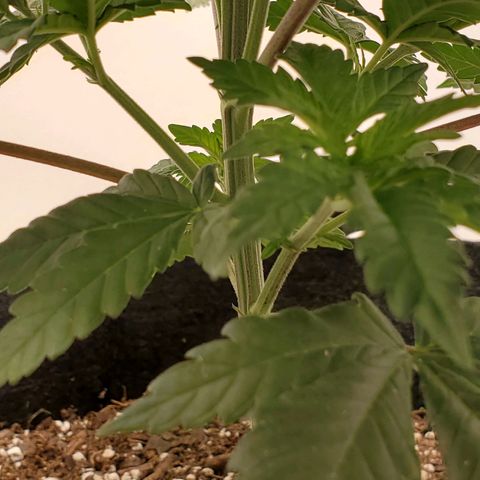 Rose growlog photo: 5:15 PM