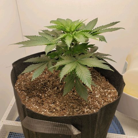 Rose growlog photo: 5:15 PM