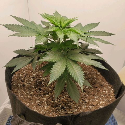 Rose growlog photo: 5:15 PM