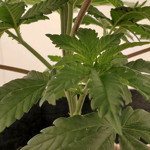 Rose growlog photo: 5:15 PM