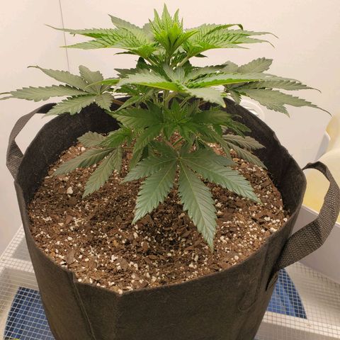 Rose growlog photo: 5:15 PM