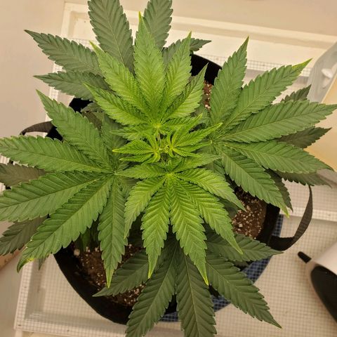 Rose growlog photo: 5:30 PM
