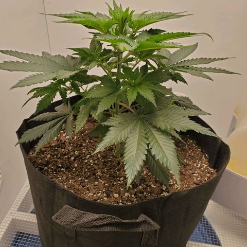 Rose growlog photo: 5:30 PM