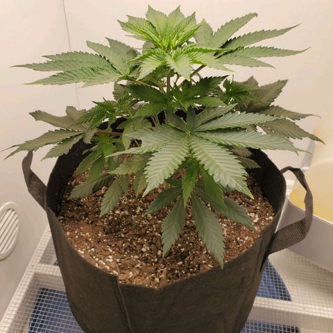 Rose growlog photo: 5:30 PM
