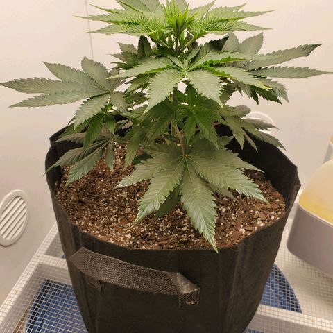 Rose growlog photo: 5:30 PM