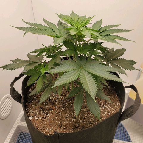 Rose growlog photo: 5:30 PM