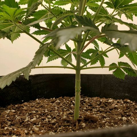 Rose growlog photo: 5:30 PM