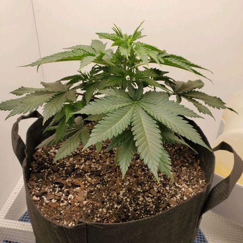 Rose growlog photo: 5:25 PM
