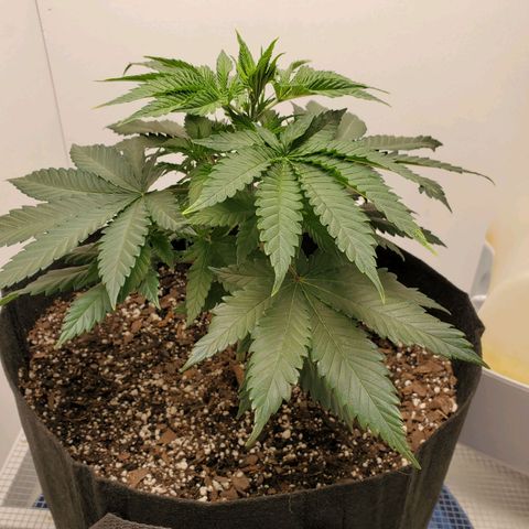 Rose growlog photo: 5:25 PM
