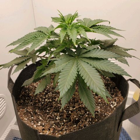 Rose growlog photo: 5:25 PM
