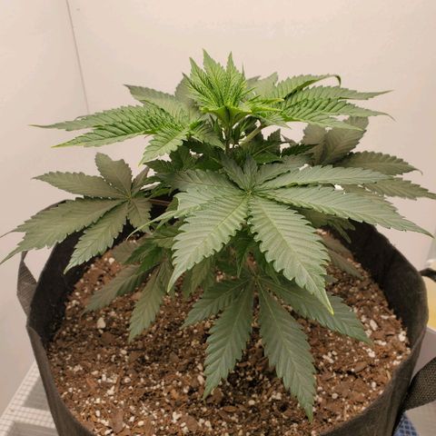 Rose growlog photo: 5:30 PM