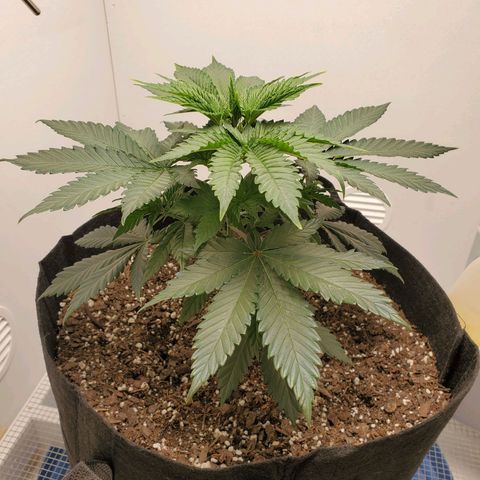 Rose growlog photo: 5:30 PM