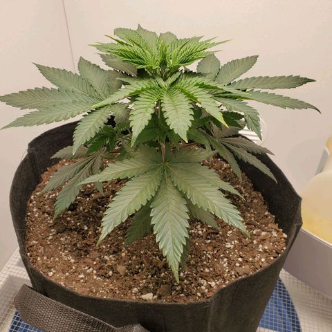 Rose growlog photo: 5:30 PM