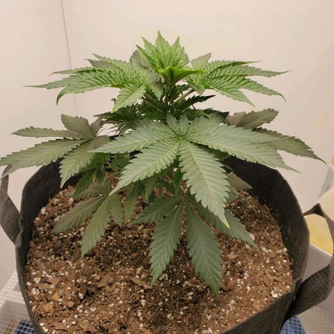 Rose growlog photo: 5:30 PM