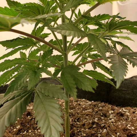 Rose growlog photo: 5:30 PM