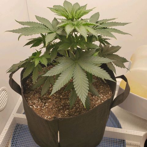 Rose growlog photo: 5:30 PM