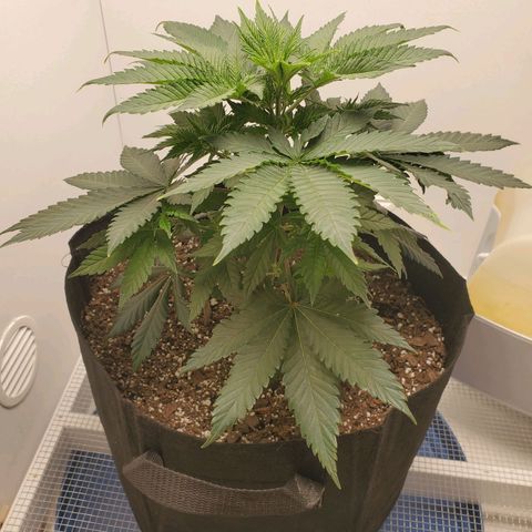 Rose growlog photo: 5:30 PM