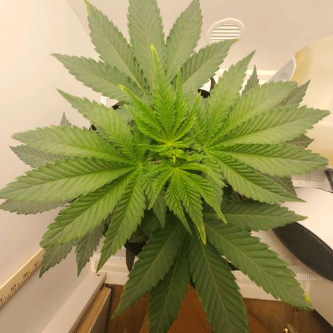 Rose growlog photo: 5:30 PM