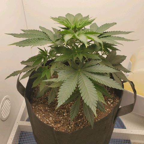 Rose growlog photo: 5:30 PM