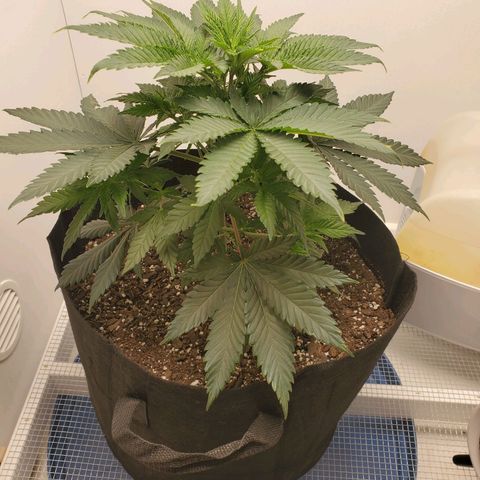 Rose growlog photo: 5:30 PM