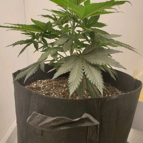Rose growlog photo: 5:30 PM