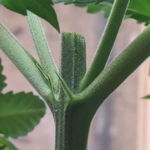 Rose growlog photo: 9:30 am right after topping and some LST